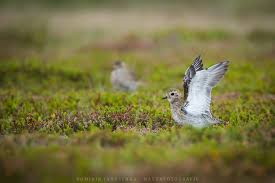 fotografie natur