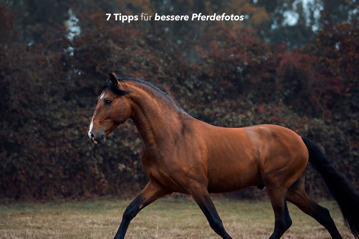 pferdefotos
