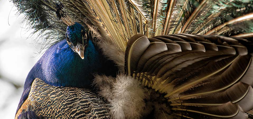 vogelfotografie