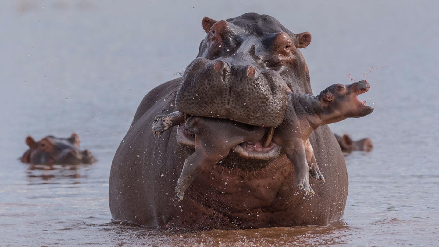 wild fotografie