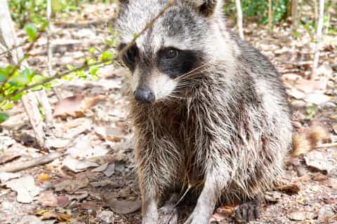 wildtierfotografie